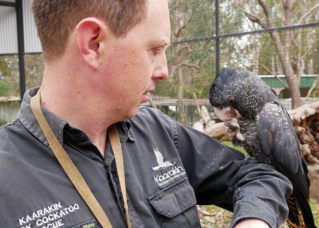 Black Cockatoo Rehabilitation